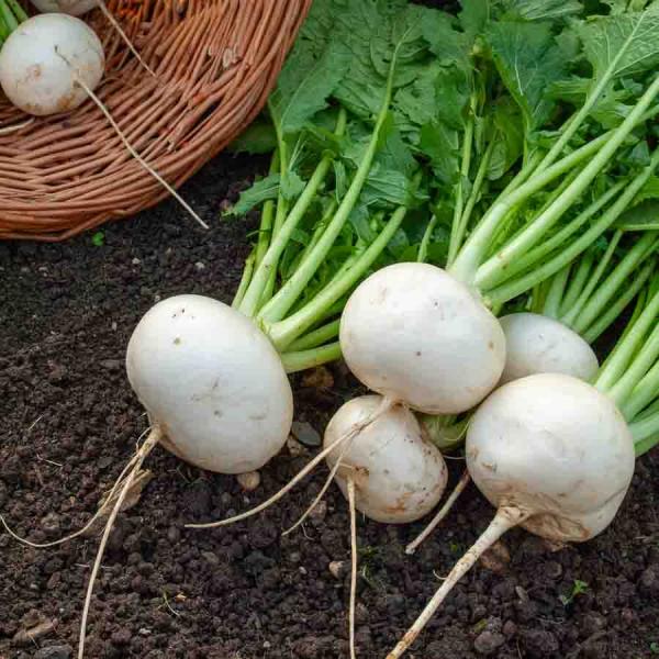 Potagères - Navet-Légume Rond Boule de Neige - face recto